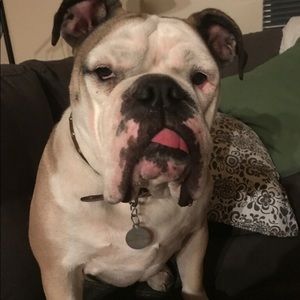 Meet your Posher, Dane